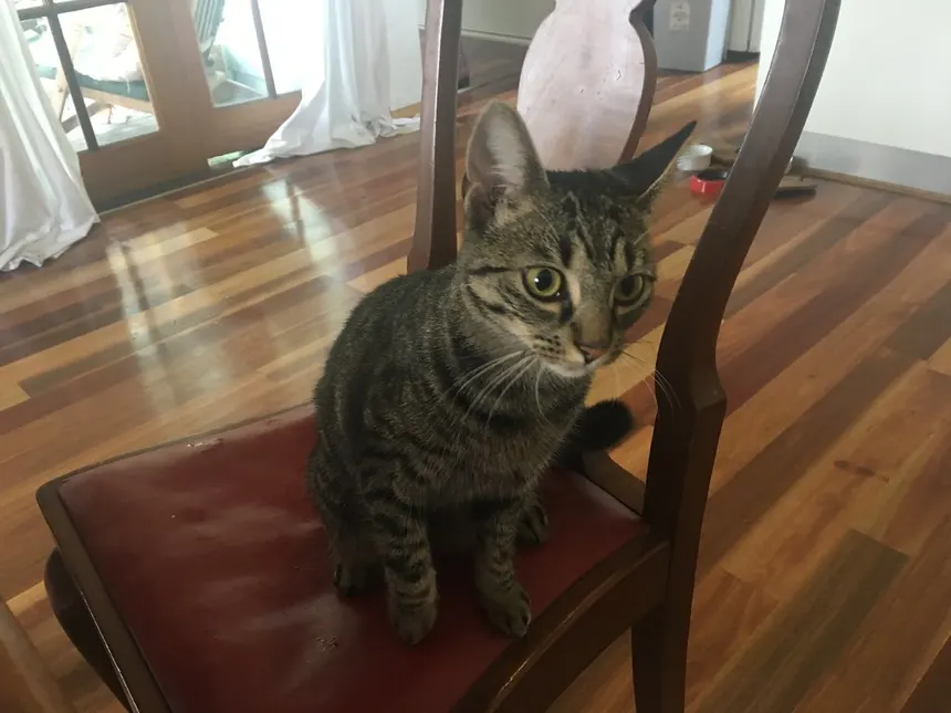 Chat détendu à la maison