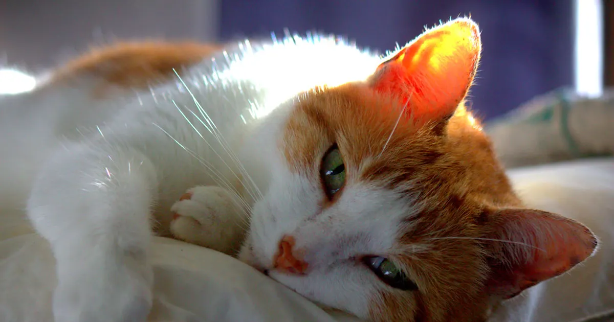 Chat au repos en intérieur