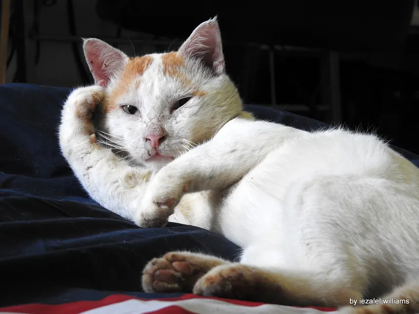 Chat éveillé dans la pénombre