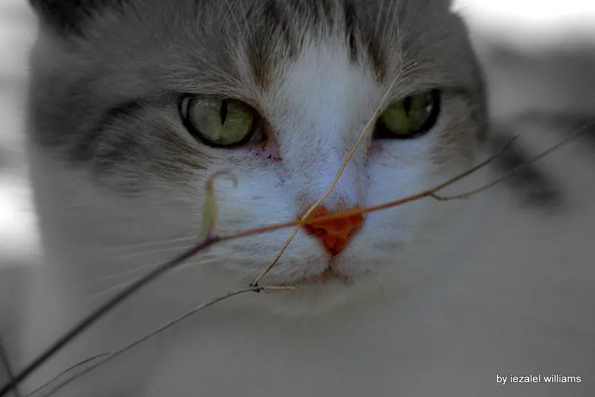 Chat regardant par la fenêtre