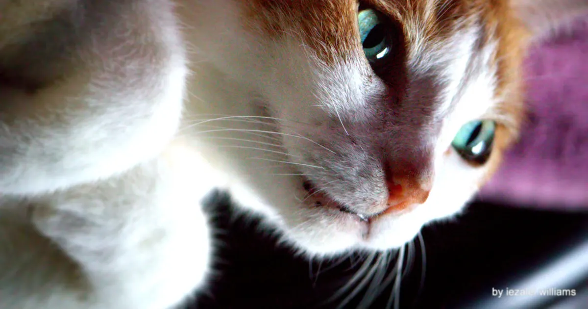 Chat noir aux yeux brillants la nuit