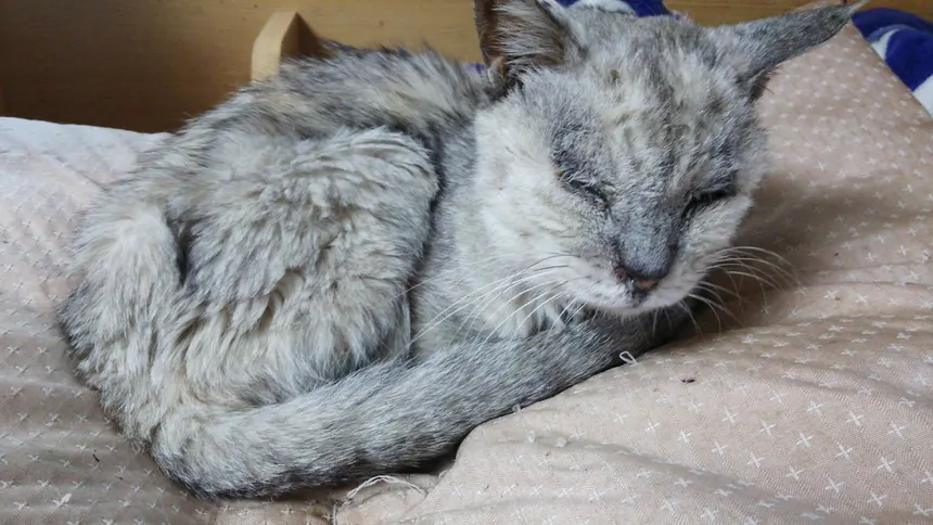 Jeune chat curieux