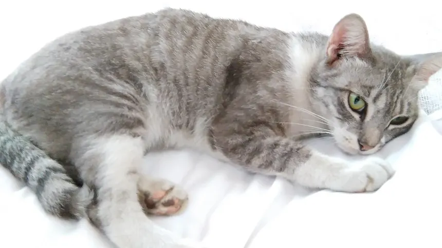 Chaton assis