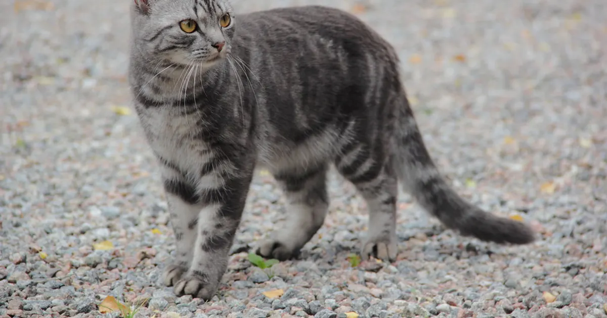 Chat tigré argenté