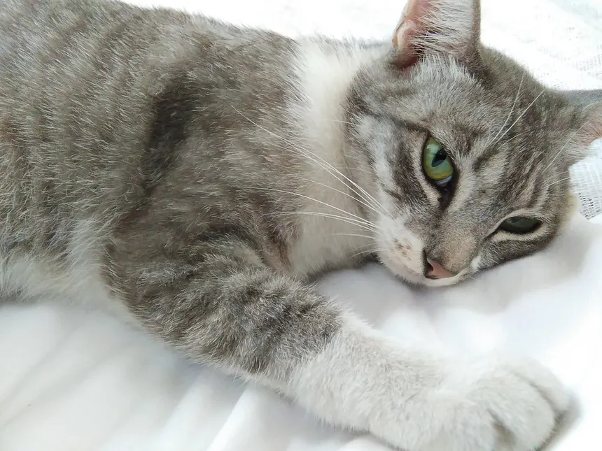 Gros plan sur le visage d’un chat