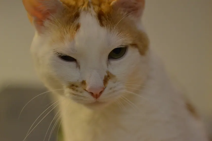 Chat attentif au regard vif