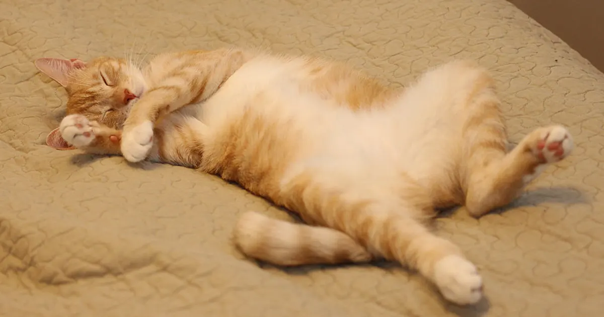 Chat tigré assoupi