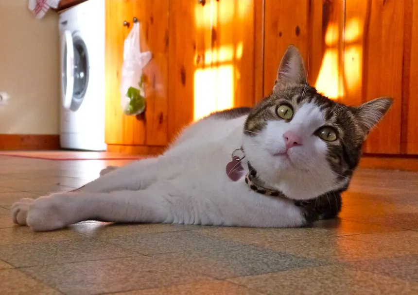 Chat près d’un canapé