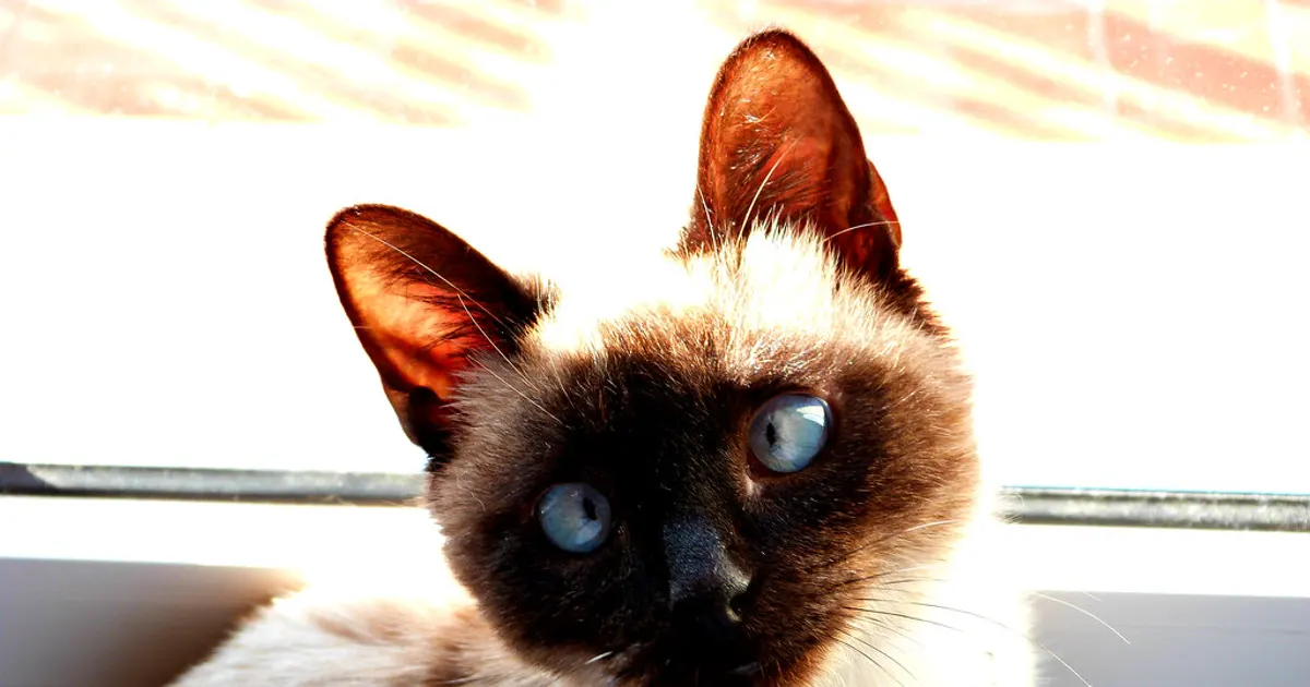 Chaton jouant