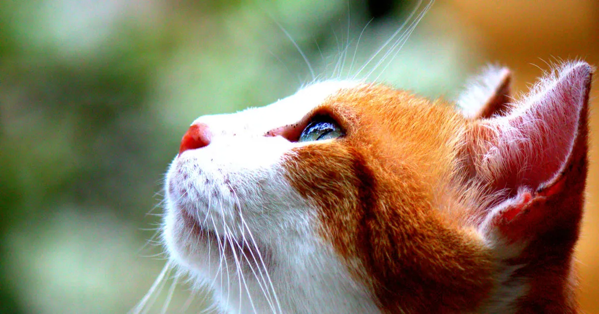 Portrait d'un chat au regard curieux