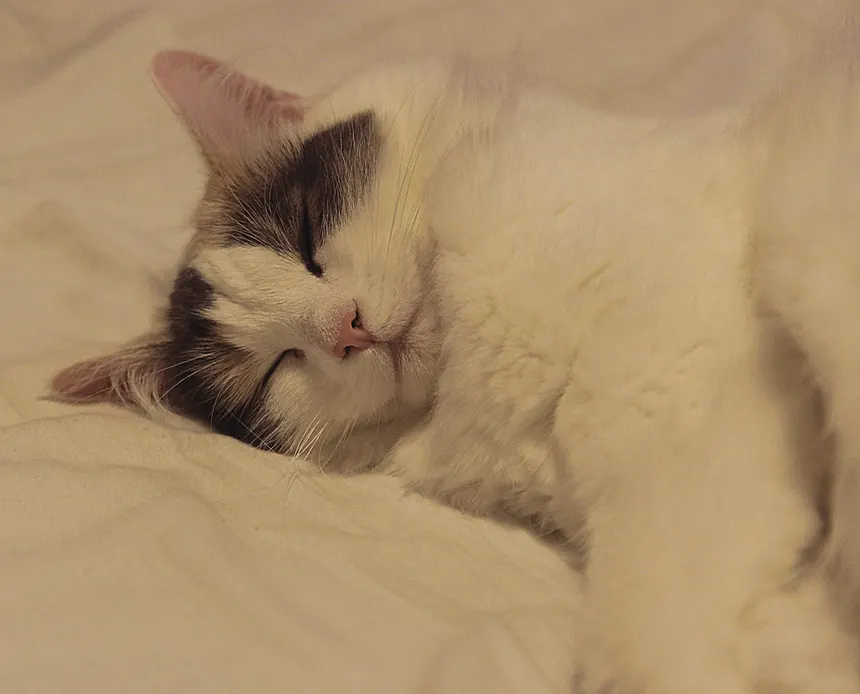 Chat en train de se toiletter