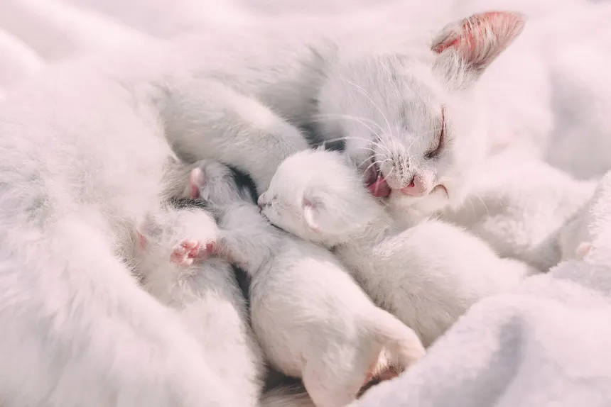 Chat propre au pelage soigné