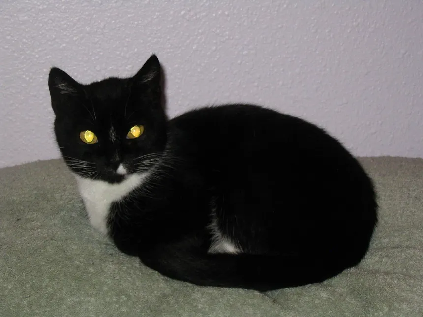 Oreilles dressées d’un chat attentif