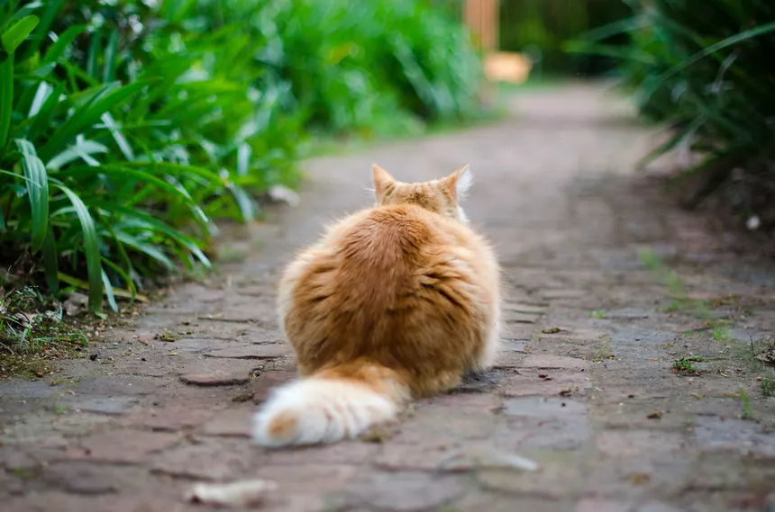 Chat au regard expressif